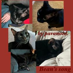 Bean's song