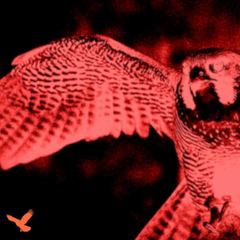 FALCONIA