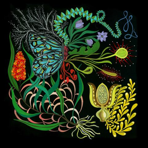 Imaginal Discs