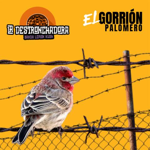 El gorrión palomero