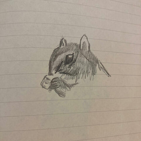 Squirrel