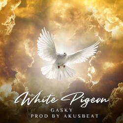 White pigeon