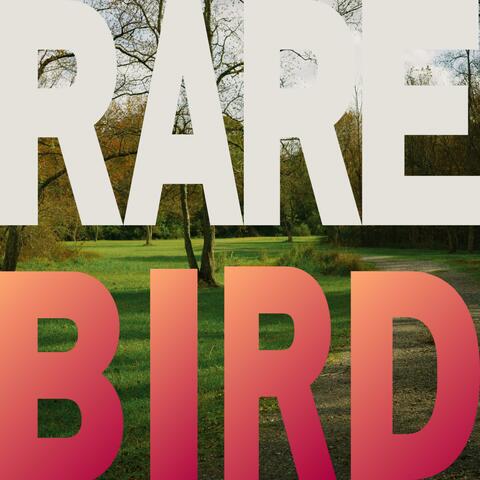 Rare Bird