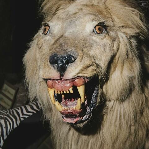 Taxidermy