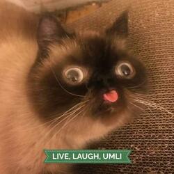 Planet Umli (Live)