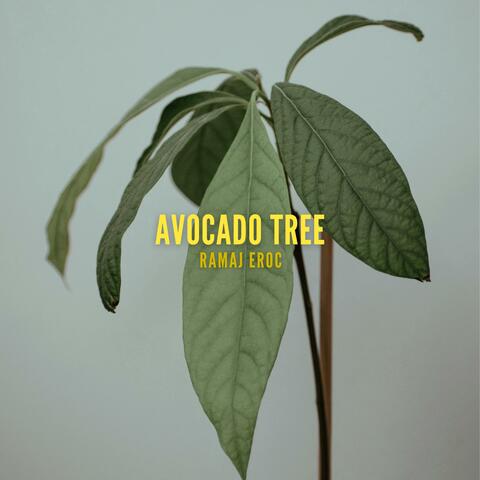 Avocado Tree