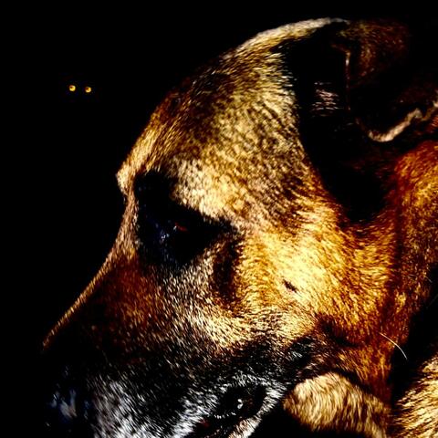 King is dog