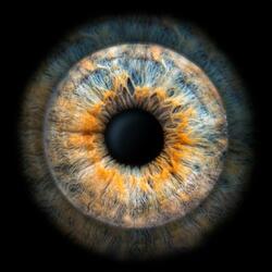 Don't Let Me Win You Back