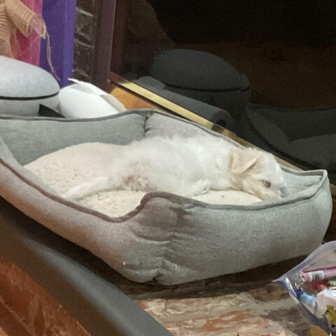 Merry Christmas To All, With My Dog