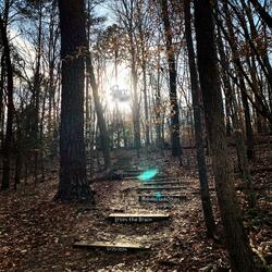 An Ethereal Forest