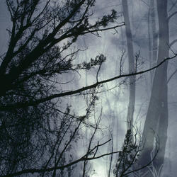 WHISPERS IN THE HOLLOW