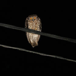 Bemusement Park Blues