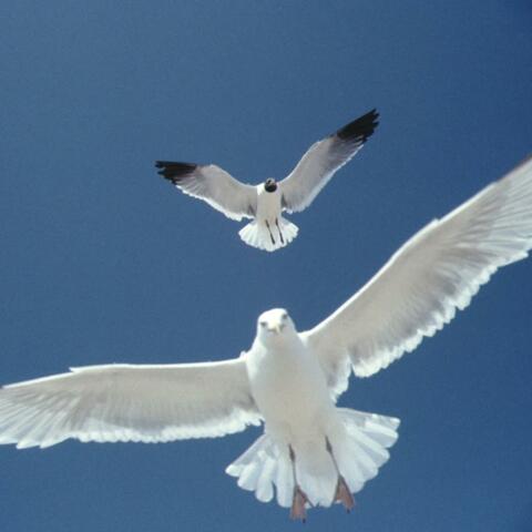 Just Love