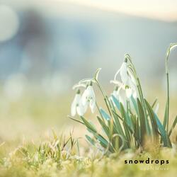 Snowdrops