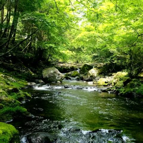 Relax Sleep Meditation: Ambient Sounds Resting Tranquility