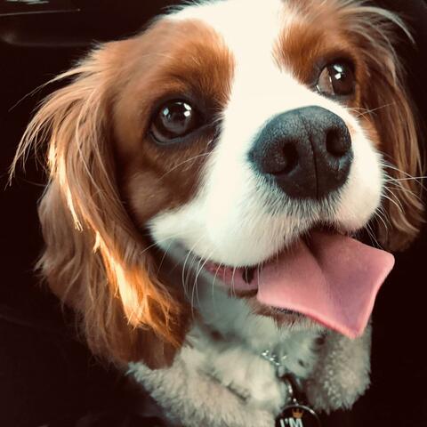 Sam