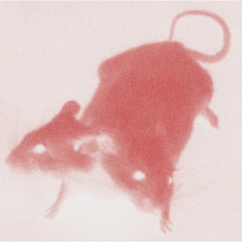 rats star demos