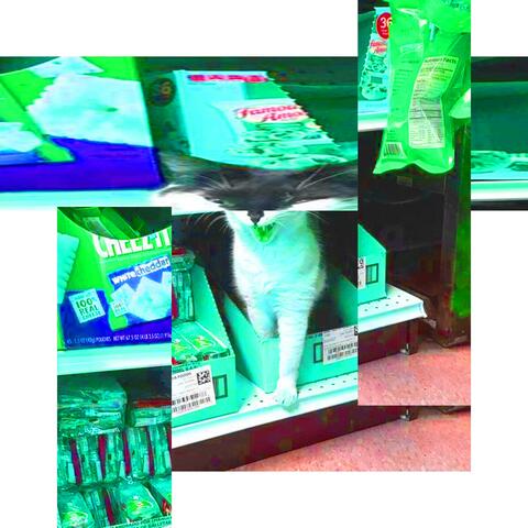 Bodega Cat II