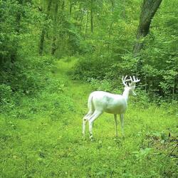 MIRRORS IN THE DARK (feat. MANDY MOOREHOL & FRANCIS BRADY)