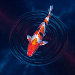 Koi