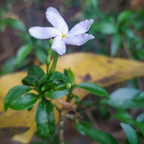 Swaying like the leaves