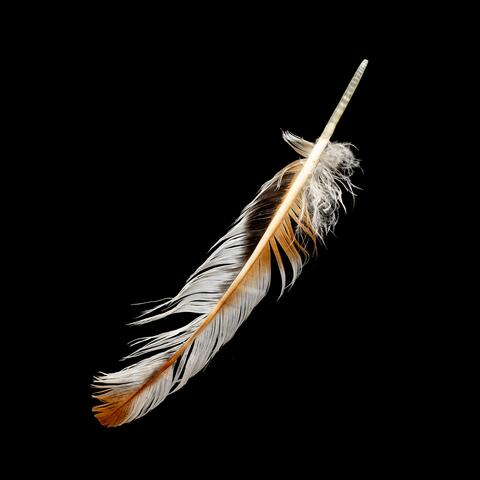 Featherweight (feat. Rachl Raxx Quinn & Andy Gillion)