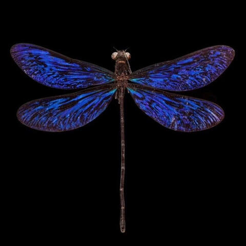 Dragonfly Freestyle