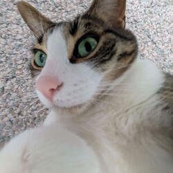 el gato