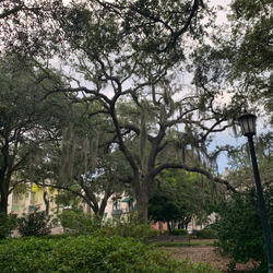 Fall Tonight (Lost Soul)