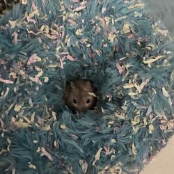 Crzy 4 U (feat. Frostxy!)