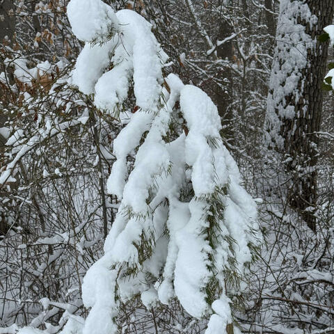 DeadHomies(IMissMyDawg)