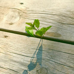 Ba báu vật của Đạo: Từ – Giản – Không tranh