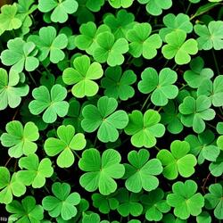 Clovers