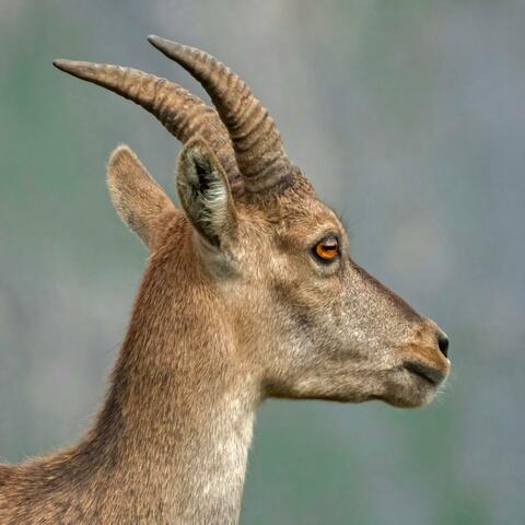 the noise a goat makes