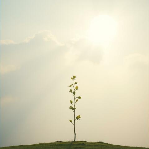 Seed of Hope