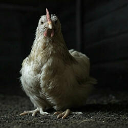Chicken Rage .1