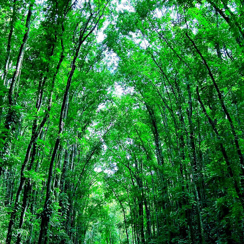 The Forest