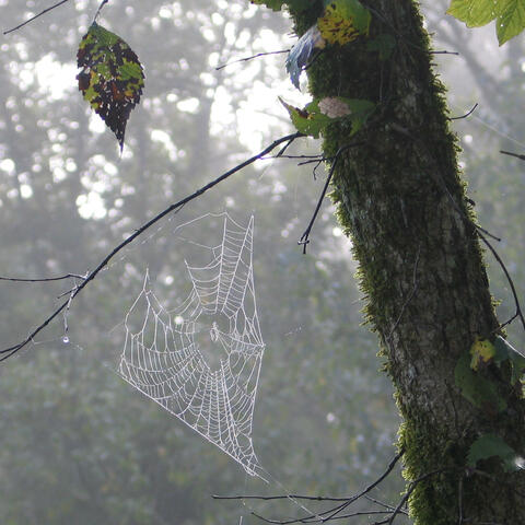 Woven in Wildwood