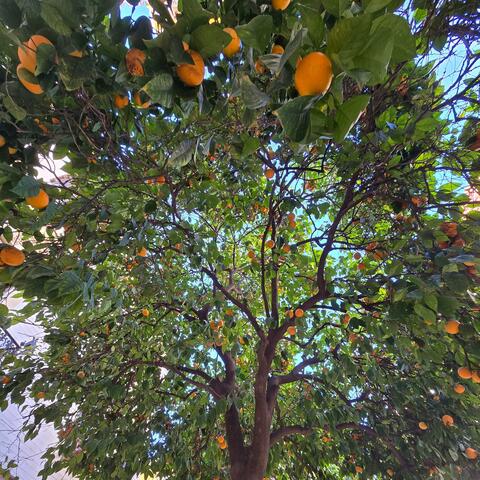 Naranja amarga