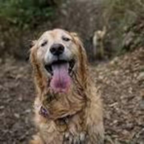 Dirty Dog