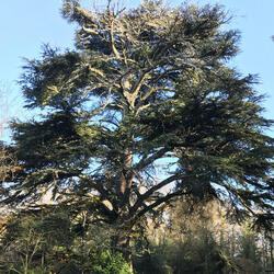 L'antico cedro del Libano