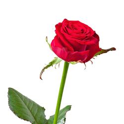 Flor