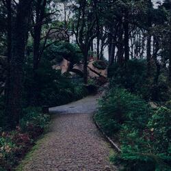 Une nuit sous les cimes