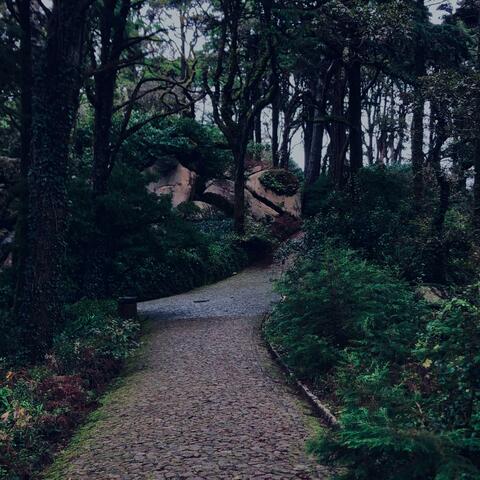 Une nuit sous les cimes