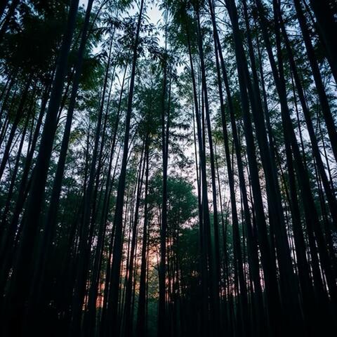 Sunrise in Nature