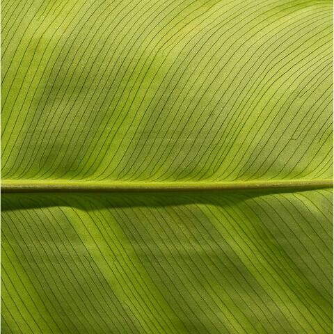 Green Tape