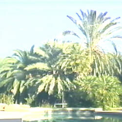 Pond Dreams