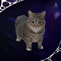 Arcane Oiia