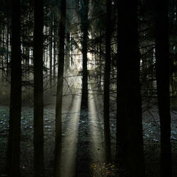 Glow in the Wilderness