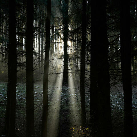 Glow in the Wilderness